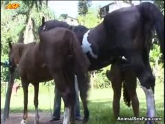 Mature slut chooses a horse for beastiality fucking enjoyg the big cock in cunt in a girls sex horses video 